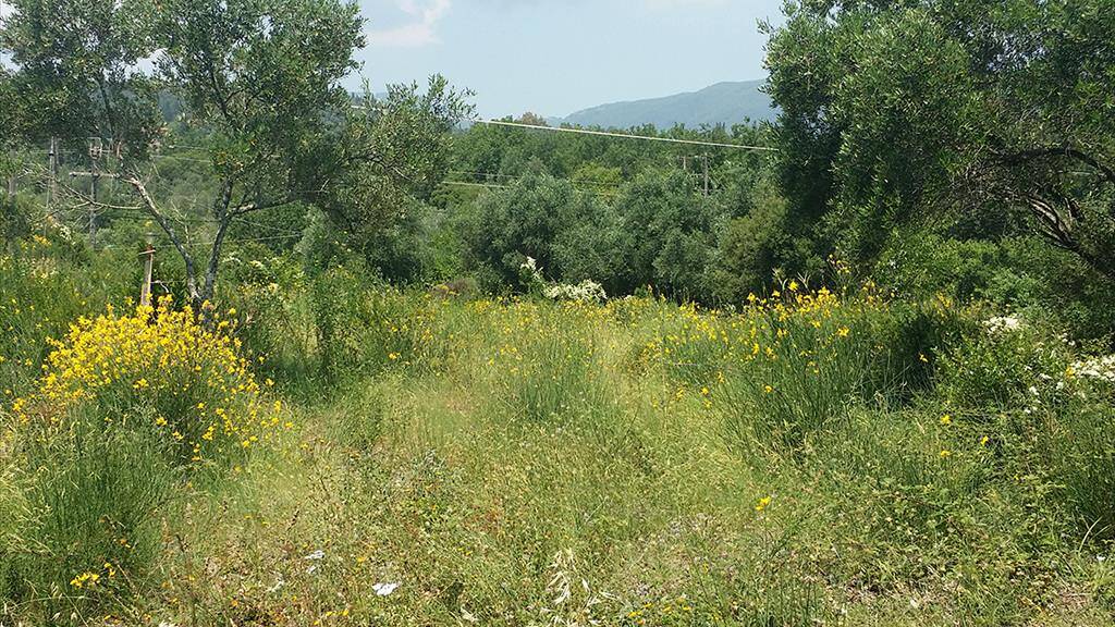 Land-/Forstwirtschaft zum Kauf 120.000 € 2.770 m² Grundstück Korfu