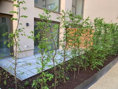 Terrassenwohnung zum Kauf - Neubau provisionsfrei 419.900 € 2 Zimmer 51,4 m² EG Neustadt Mainz 55118