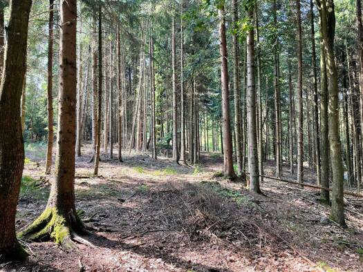 Forstwirtschaft zum Kauf 124.800 € 32.000 m² Grundstück Auggenthal Rotthalmünster 94094