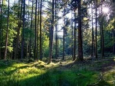 Grundstück zum Kauf provisionsfrei 3.100 m² Grundstück Vechta 49377