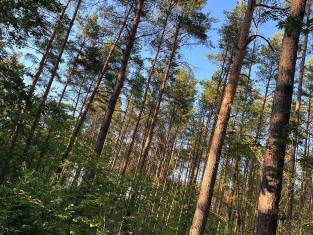 Landwirtschaftliche Fläche zum Kauf 199.000 € 121.219 m² Grundstück Stadt Friedland Friedland 15848