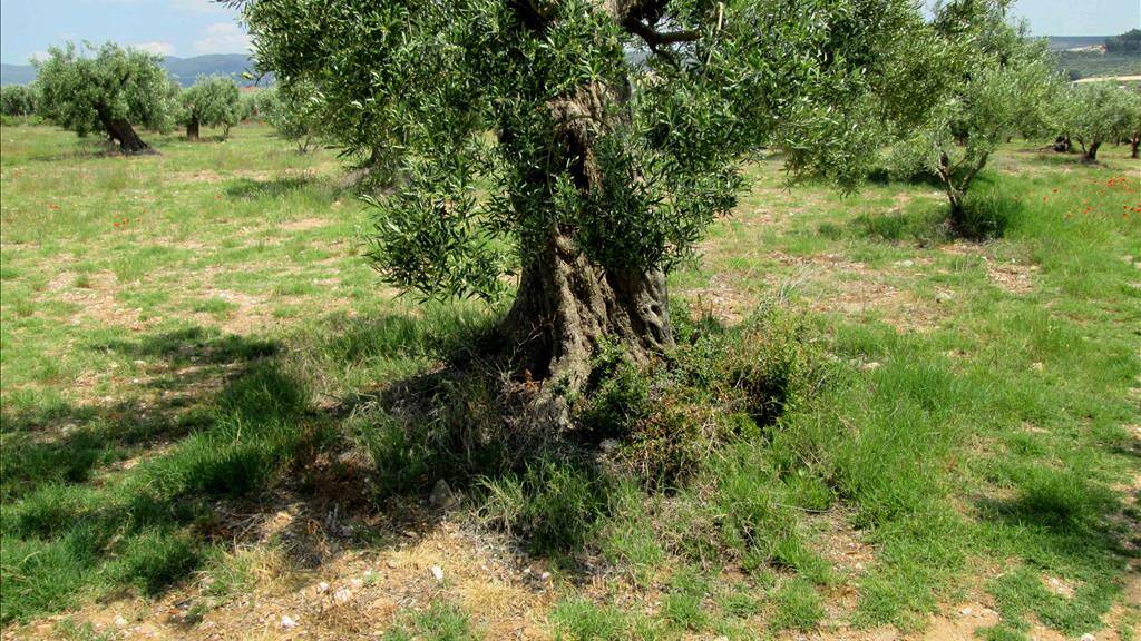 Land-/Forstwirtschaft zum Kauf 100.000 € 5.338 m² Grundstück Chalkidiki