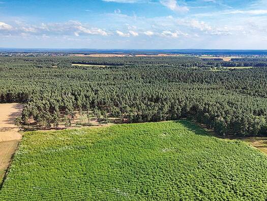 Land-/Forstwirtschaft zum Kauf 58.000 € 64.893 m² Grundstück Staupitz Finsterwalde 03238