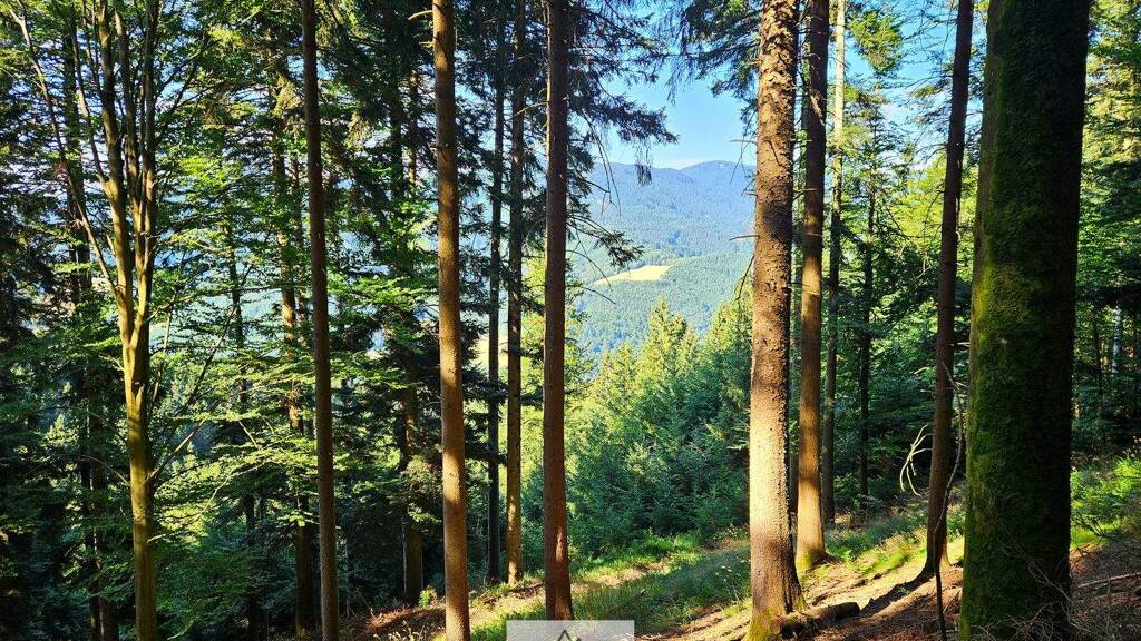 Grundstück zum Kauf 220.053 m² Grundstück Simonswald 79263