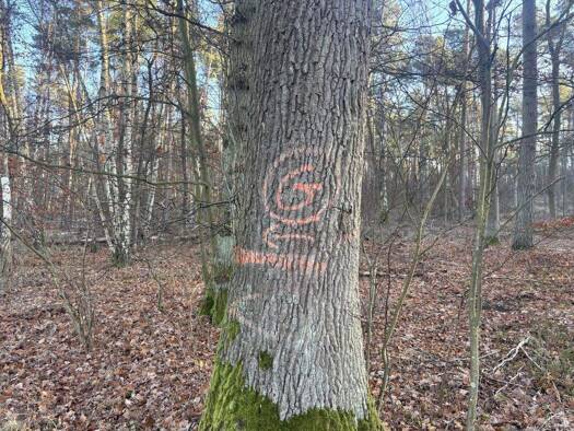 Land-/Forstwirtschaft zum Kauf 50.000 € 31.323 m² Grundstück Bergen 29468