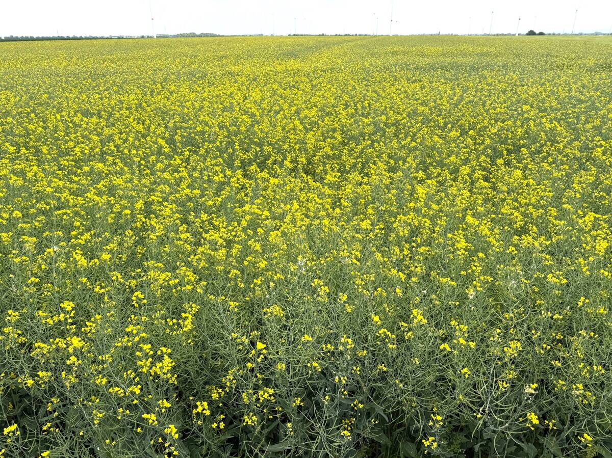 Landwirtschaftliche Fläche zum Kauf - Ansicht 3