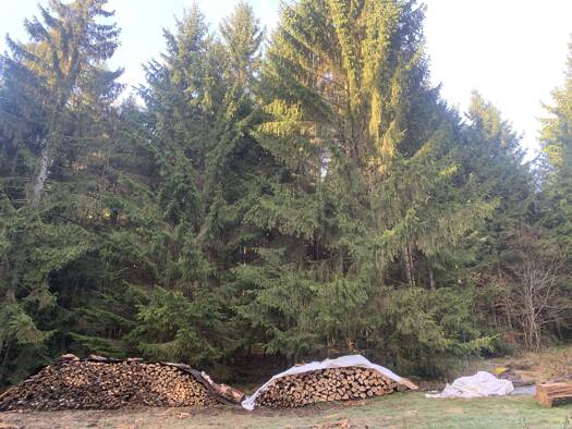Land-/Forstwirtschaft zur Miete 170.000 € 42.000 m² Grundstück Rinchnach 94269