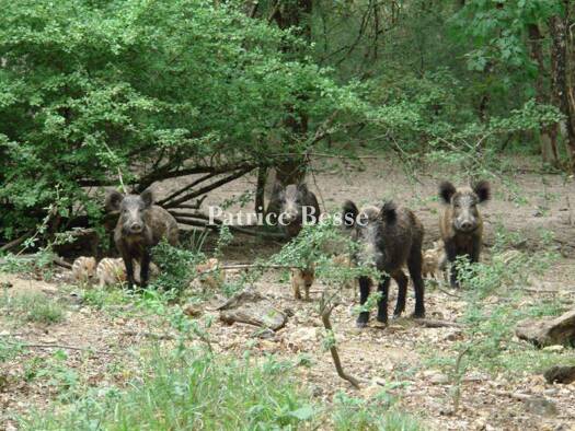 Jagdrevier zum Kauf 2.555.000 € 2.412.266 m² Grundstück Yzeures-sur-Creuse 37290