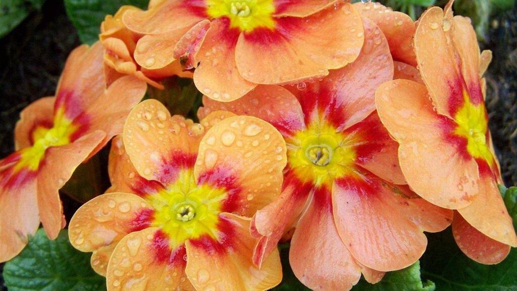 Einfamilienhaus zum Kauf 580.199 € 5,5 Zimmer 145 m² 626 m² Grundstück Tecklenburg 49545