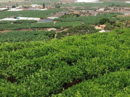 Land-/Forstwirtschaft zum Kauf provisionsfrei 465.000 € 29.520 m² Grundstück Buenavista del Norte 38480