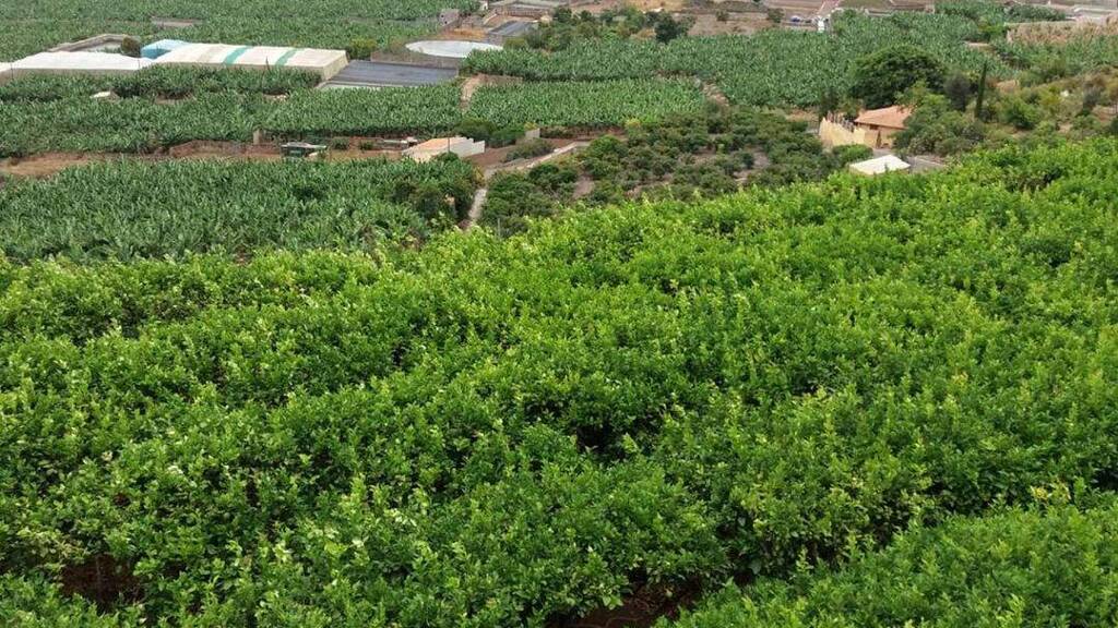 Land-/Forstwirtschaft zum Kauf provisionsfrei 465.000 € 29.520 m² Grundstück Buenavista del Norte 38480