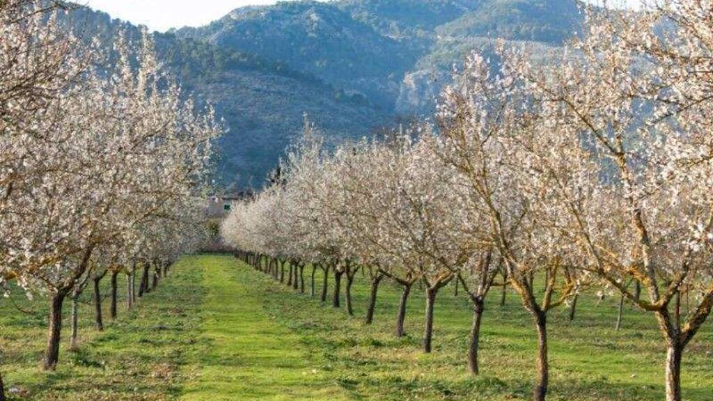 Grundstück zum Kauf 395.000 € 25.200 m² Grundstück Santa Eugènia 07142