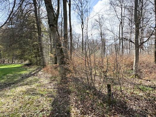 Forstwirtschaft zum Kauf 30.000 € 8.744 m² Grundstück Grenzach Grenzach-Wyhlen 79639