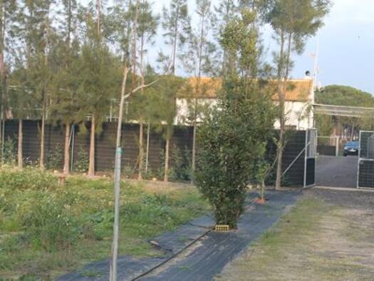 Bauernhaus zum Kauf 150.000 € 10 Zimmer 180 m² 9.000 m² Grundstück Rociana del Condado 21720