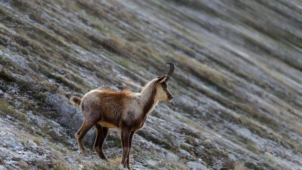 Forstwirtschaft zum Kauf 4.853.000 € 4.000.000 m² Grundstück Spittal an der Drau 9800