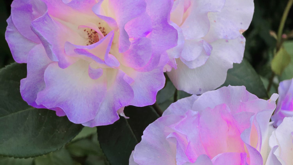 Mehrfamilienhaus zum Kauf 438.000 € 6 Zimmer 184 m² 526 m² Grundstück frei ab sofort Hützeweg 3 Rümmingen 79595