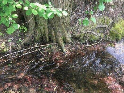 Grundstück zum Kauf 270.000 € 4.505 m² Grundstück Winden am Aign Winden a. Aign 85084