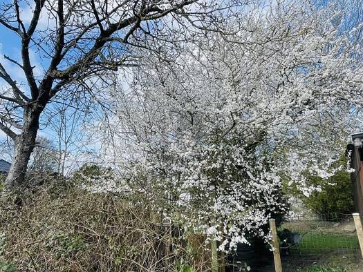 Grundstück zum Kauf 140.000 € 600 m² Grundstück Kellinghusen 25548