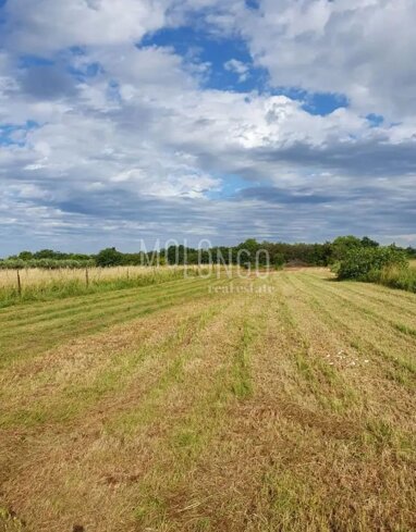 Land-/Forstwirtschaft zum Kauf 90.000 € Loborika