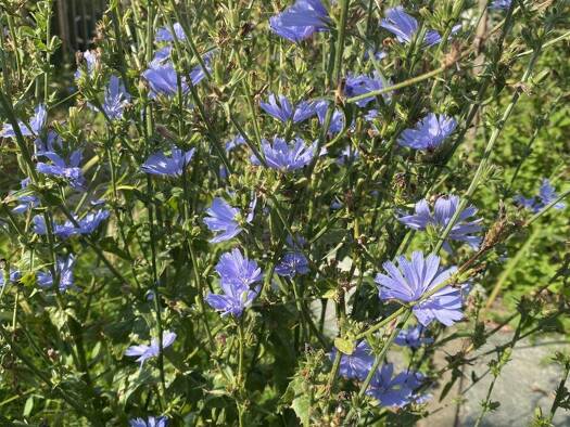 Grundstück zum Kauf 250.000 € 425 m² Grundstück Hagenheim Hofstetten Hagenheim 86928