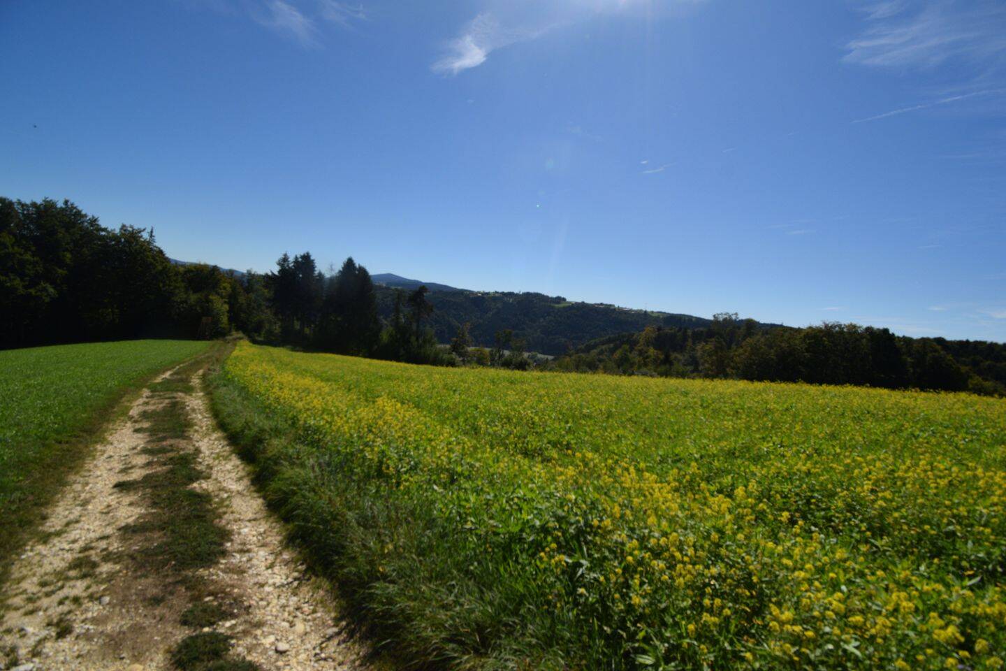 Land-/Forstwirtschaft zum Kauf - Mehr
