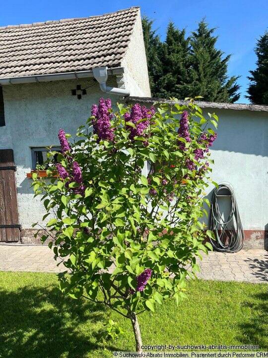 Immobilie in Schönewalde - *** Gepflegtes Haus -barrierefrei- am Ortsrand mit Fernblick, Stall und Garage *** - Bild 3