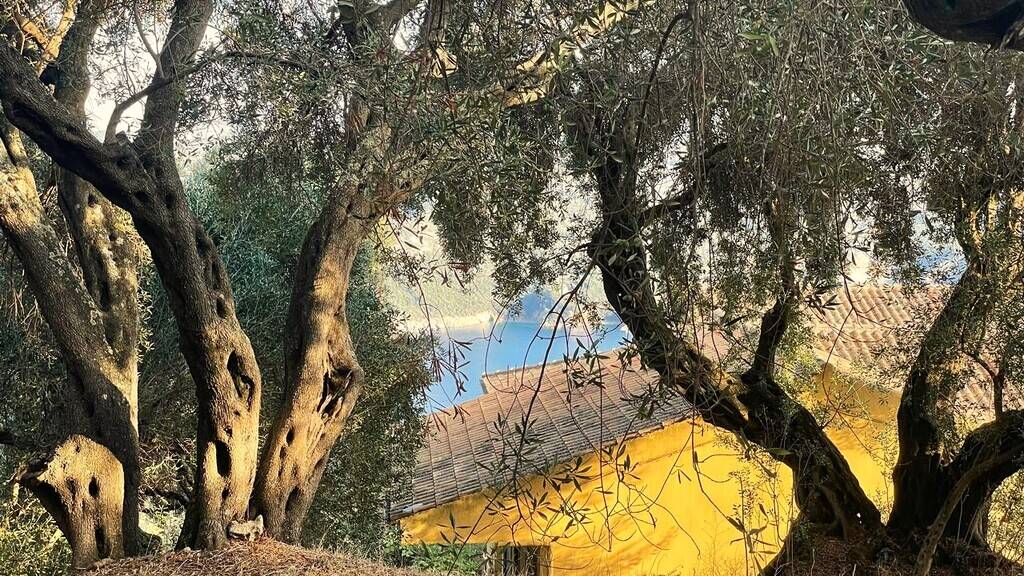 Land-/Forstwirtschaft zum Kauf 135.000 € 1.035 m² Grundstück Korfu