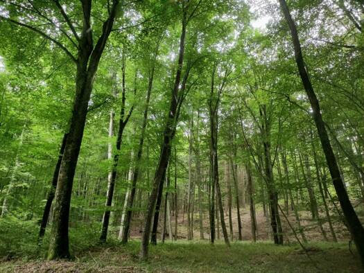 Land-/Forstwirtschaft zum Kauf provisionsfrei 117.700 € 42.000 m² Grundstück Kukmirn 7540