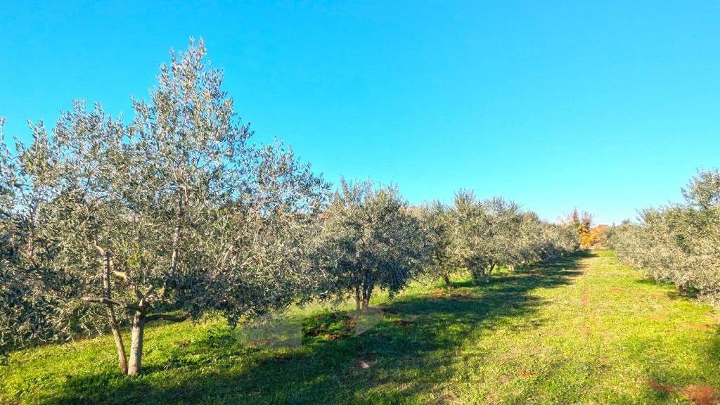 Land-/Forstwirtschaft zum Kauf 137.304 € Tar, Tar-Vabriga Tar-Vabriga