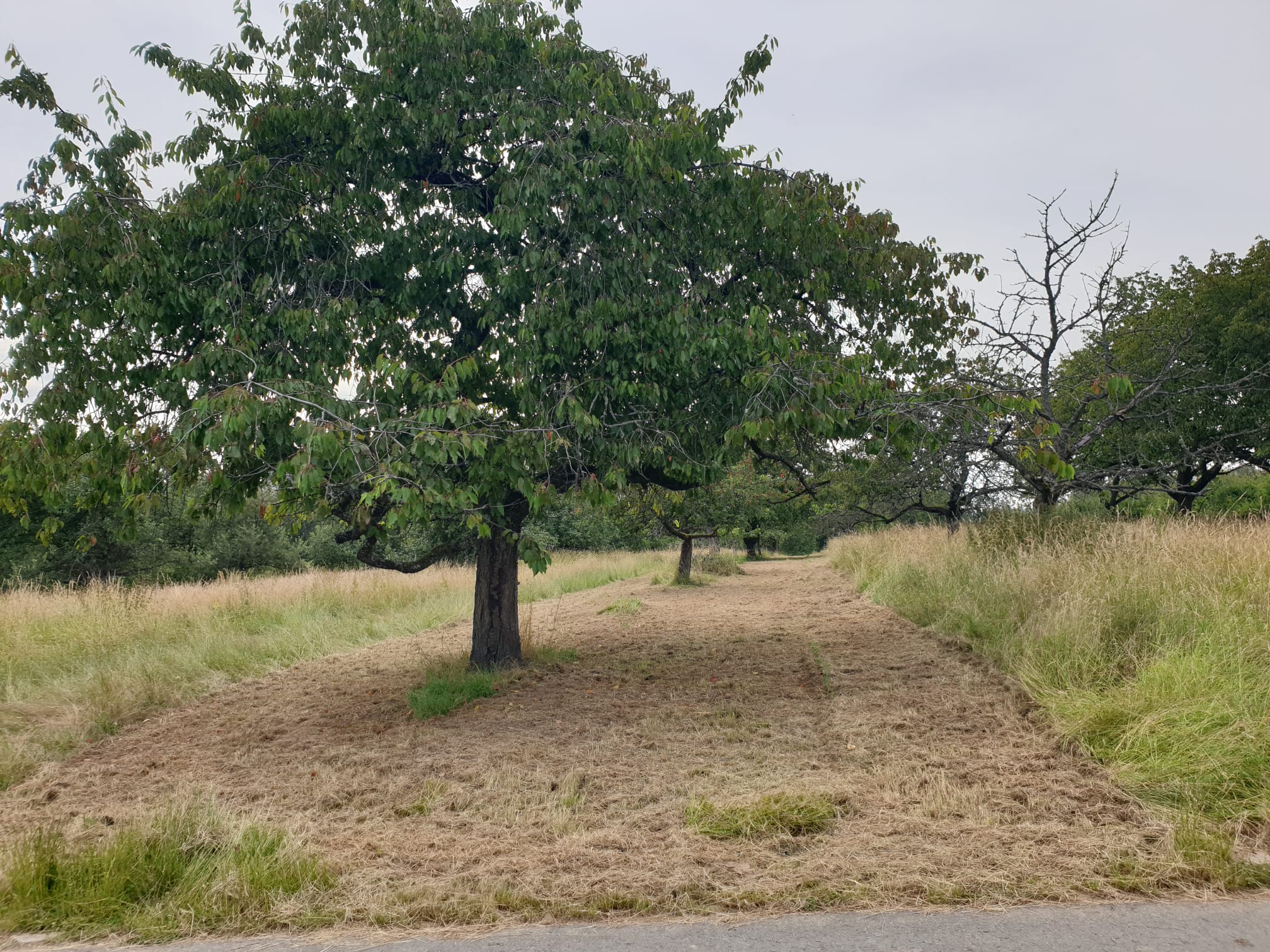 Landwirtschaftliche Fläche zum Kauf 12.500 € 949 m²<br/>Grundstück Hacken 1 Gewann Kloppenheim - Mitte Wiesbaden 65207