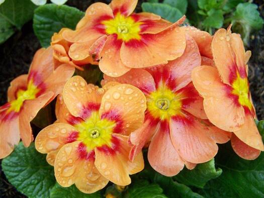 Einfamilienhaus zum Kauf 569.999 € 5,5 Zimmer 163 m² 350 m² Grundstück Herzkamp Sprockhövel 45549