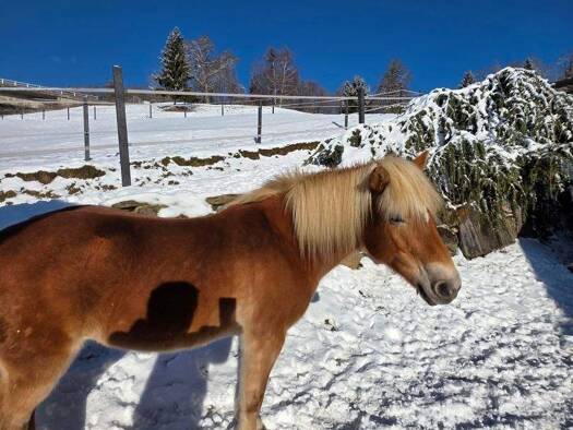 Reiterhof zum Kauf 795.000 € 30.066 m² Grundstück Burgstall-Pölling 9433