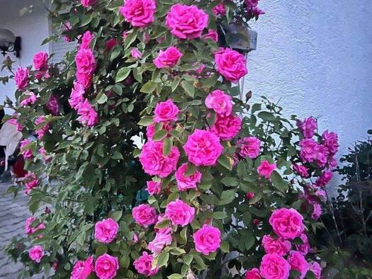 Terrassenwohnung zur Miete 990 € 5,5 Zimmer 155 m² 1. Geschoss frei ab 01.02.2026 Wülfingerstr. 50 Forchtenberg 74670