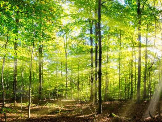 Land-/Forstwirtschaft zum Kauf 160.160 € 40.040 m² Grundstück Ohlstadt Ohlstadt 82441