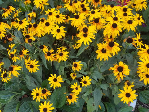 Grundstück zum Kauf 590.000 € 835 m² Grundstück Bruchsal 76646