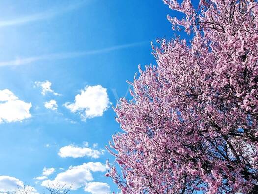 Grundstück zum Kauf 219.000 € 406 m² Grundstück Berlin 13125