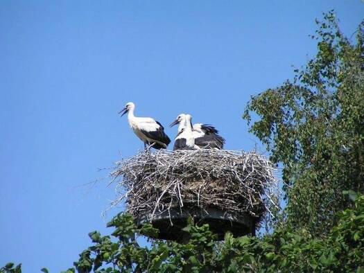 Doppelhaushälfte zur Miete - Erstbezug 1.584 € 4 Zimmer 126,9 m² 228 m² Grundstück frei ab sofort Külzauer Weg 5b Möser Lostau 39291