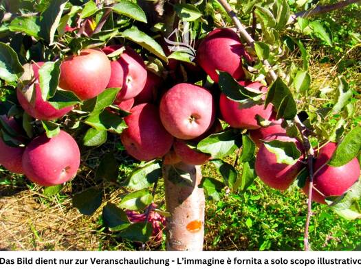 Grundstück zum Kauf 1.554.000 € 14.827 m² Grundstück Neumarkt 39044