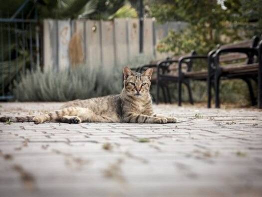 Wohnung zum Kauf 470.000 € 3 Zimmer 67 m² Le Cros de Cagnes CROS DE CAGNES 6800