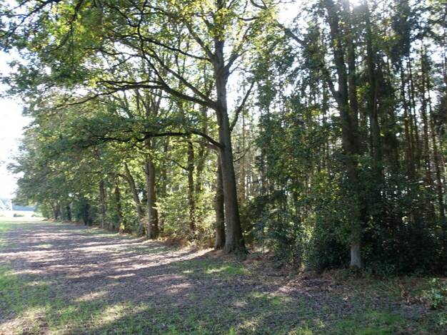 Landwirtschaftliche Fläche zum Kauf 20.136 m² Grundstück Holte Wietzen 31613