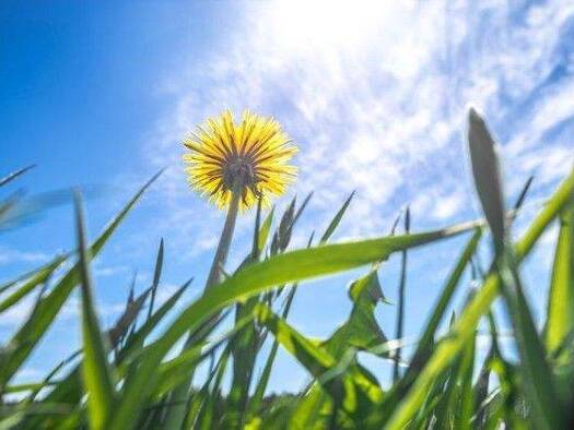 Grundstück zum Kauf 400.000 € 300 m² Grundstück Lank-Latum Meerbusch 40668