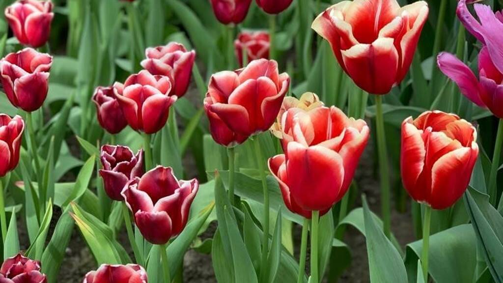 Grundstück zum Kauf 82.500 € 687 m² Grundstück Schöllnach 94508