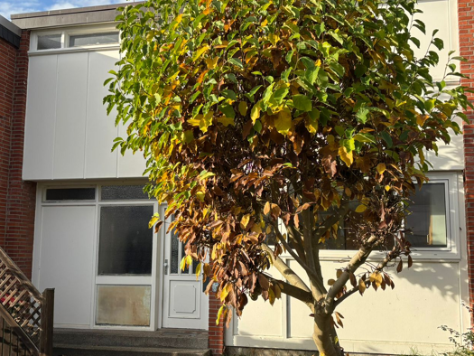 Reihenmittelhaus zum Kauf 399.000 € 4 Zimmer 112 m² 220 m² Grundstück frei ab sofort Lohbrügge Hamburg 21031