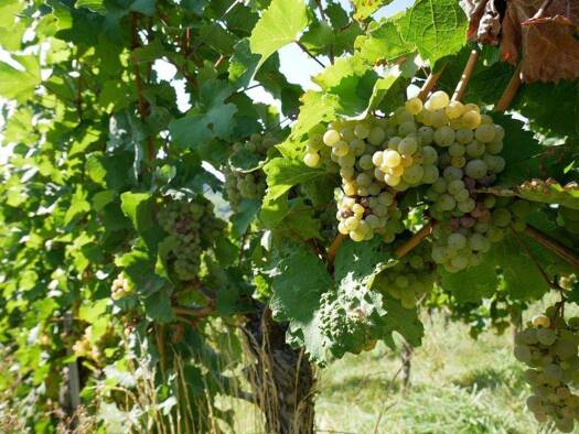 Wohnanlage zum Kauf provisionsfrei als Kapitalanlage geeignet 325.000 € 90 m² Korb 71404