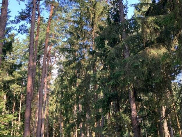 Land-/Forstwirtschaft zum Kauf 243.300 € 24.330 m² Grundstück Paindorf Reichertshausen 85293