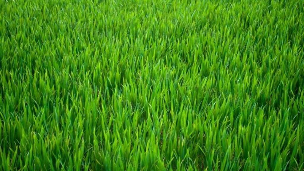 Grundstück zum Kauf 440.000 € 56.930 m² Grundstück Polgárdi 8154