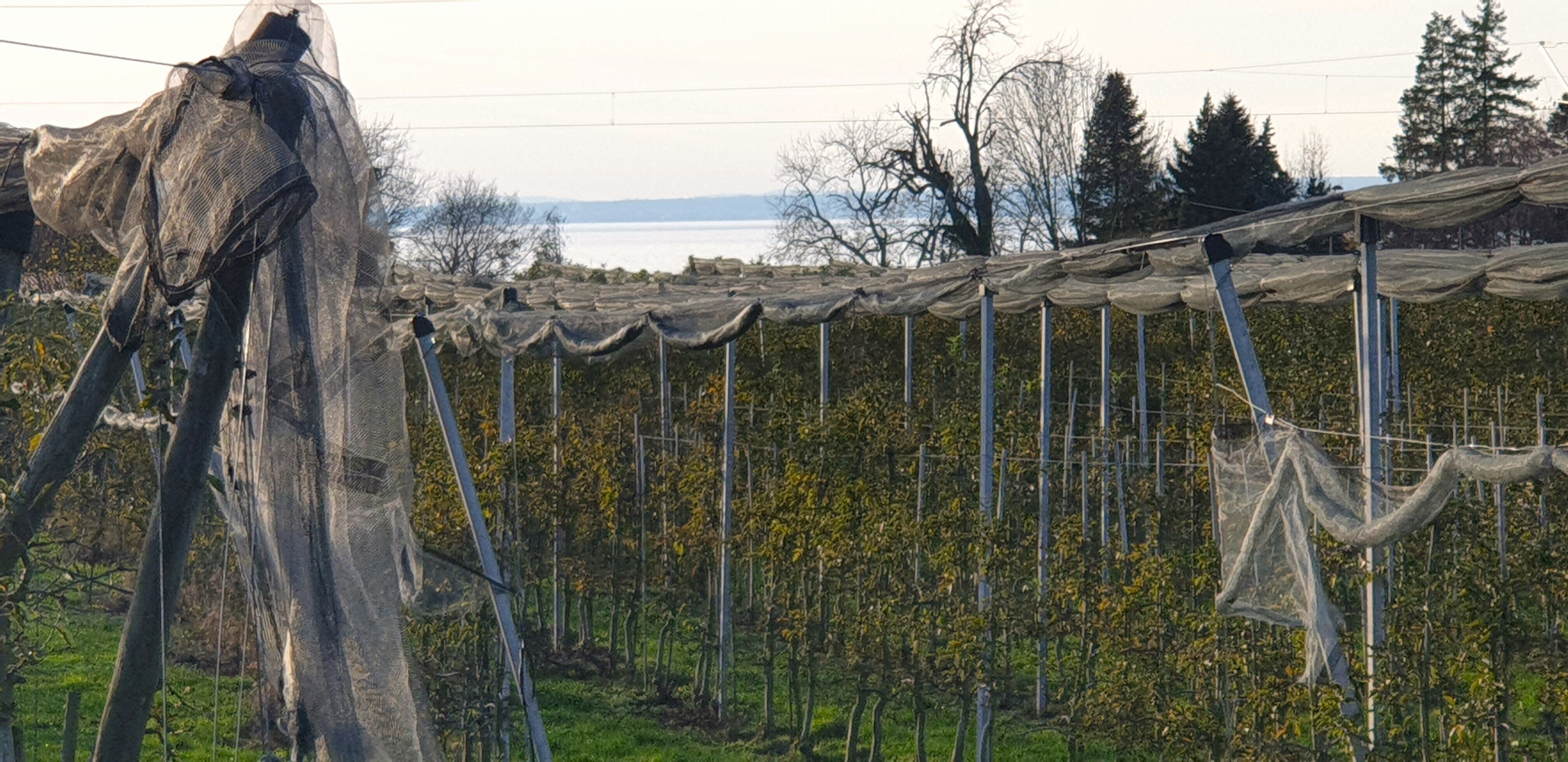 Landwirtschaftliche Fläche zum Kauf 550.000 € 6.900 m²<br/>Grundstück Oberreitnau Lindau (Bodensee) 88131