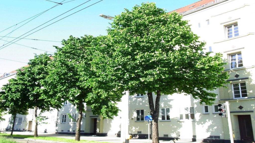 Wohnung zur Miete 455 € 2 Zimmer 45,2 m² frei ab 15.03.2026 Delitzscher Straße 142 Eutritzsch Leipzig 04129