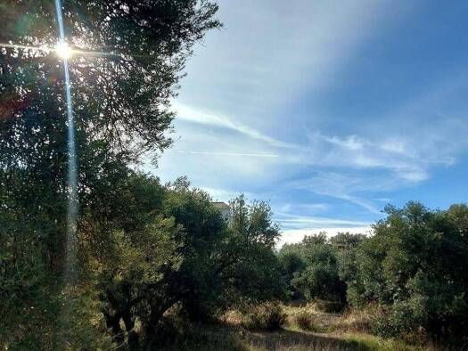 Acker-/Waldstück zum Kauf 40.000 € Nívar 18214