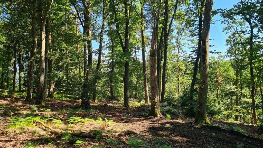 Grundstück zum Kauf provisionsfrei 195.000 € 55.618 m² Grundstück Septfontaines 8395